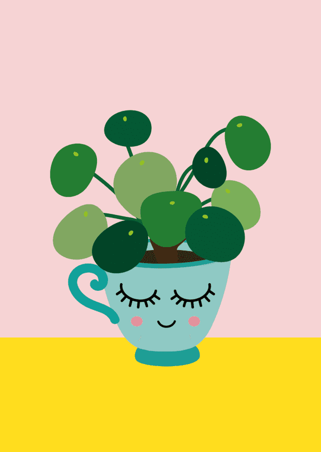 Pilea pannenkoekplant - kaart