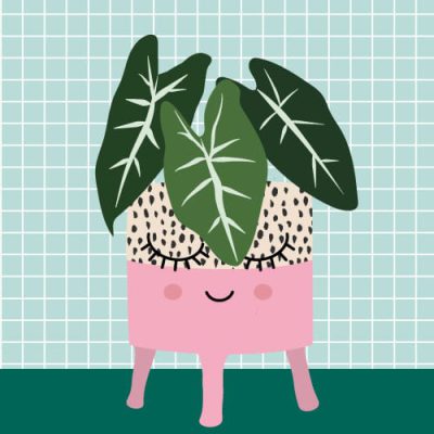 olifantsoor plant postkaart